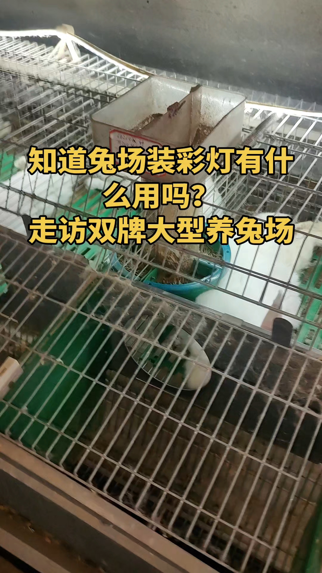 兔场装彩灯有什么用?#兔场 #肉兔养殖 #种兔 