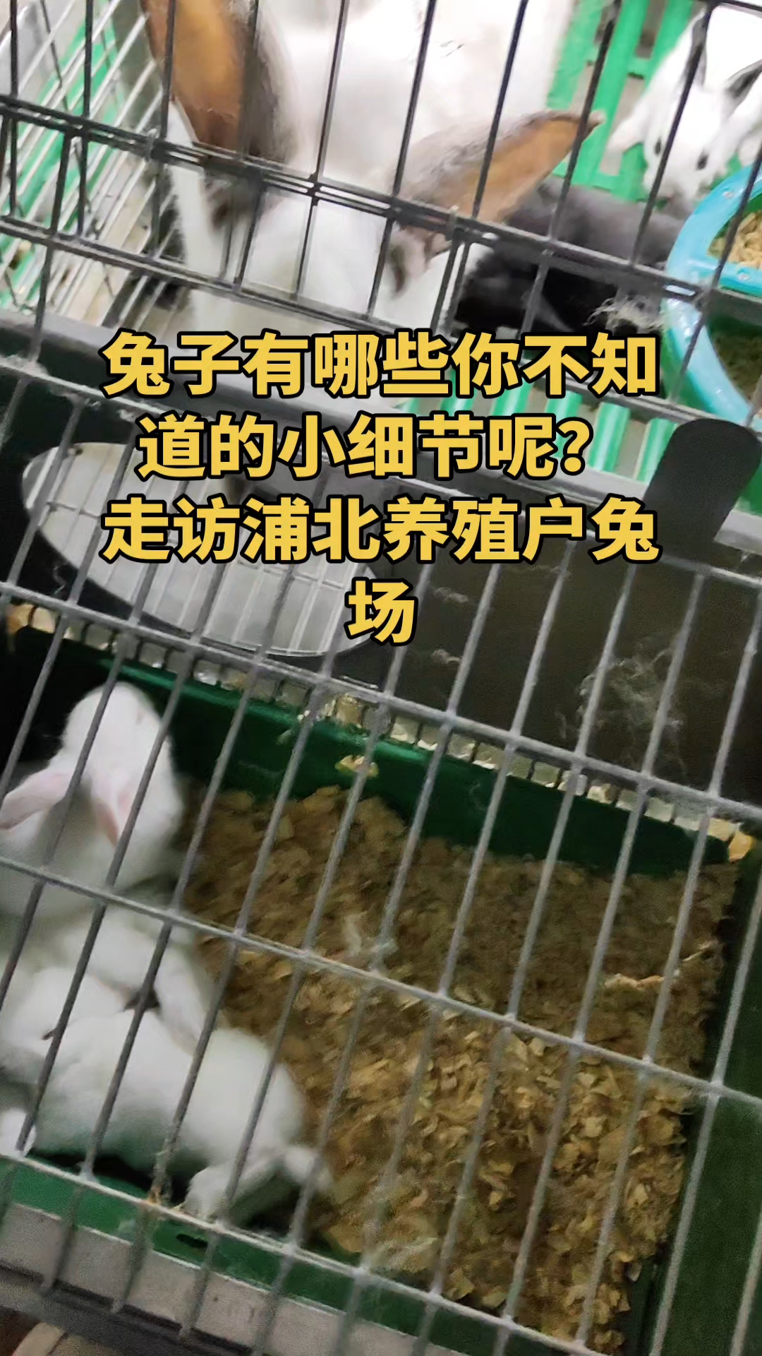 兔子有哪些你不知道的小细节?#兔子 #专业养兔 #肉兔养殖 