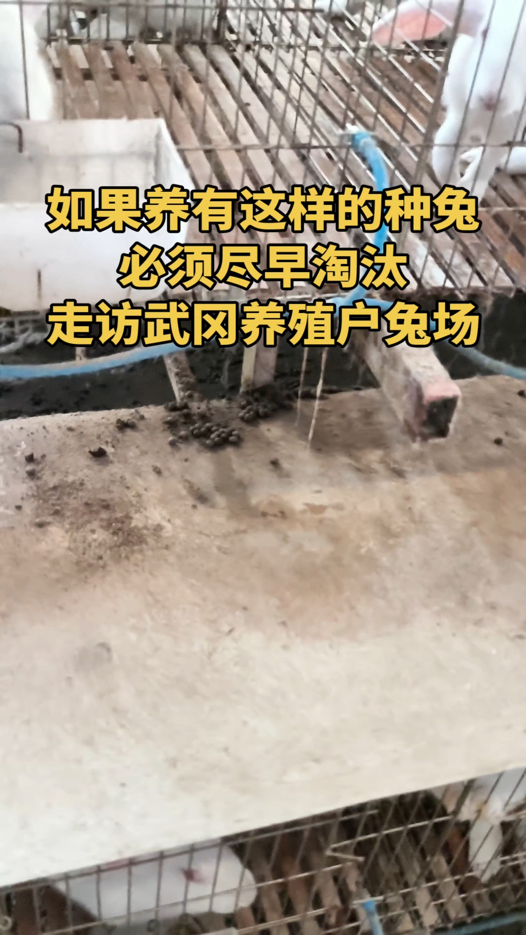 如果养有这样的种兔，必须尽早淘汰#种兔养殖 #肉兔回收 #合