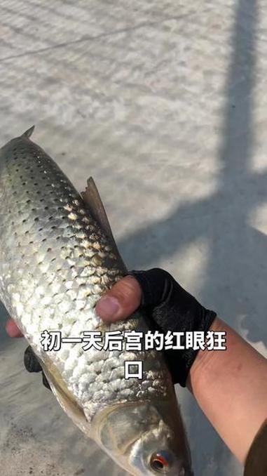 今天初一,天后宫的斤装红眼狂口 顺便测一下风筝钓组加尾钩的效果#路亚 #风筝钓组 #桑巴围