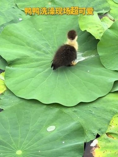 鸭鸭洗澡现场超可爱，看完有没有跟着凉快了点！今天你那里多少度？（来源 人民网）趣中国