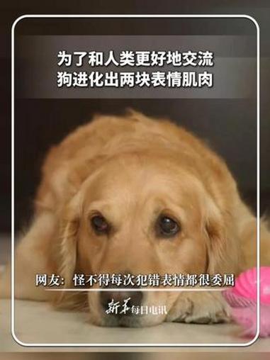 每日分享｜为了和人类更好地交流，狗进化出两块表情肌肉。网友：怪不得每次犯错表情都很委屈。新