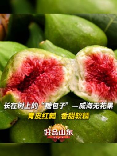 100种必打卡的山东好品|长在树上的“糖包子”——威海无花果,青皮红瓤,香甜软糯。100种