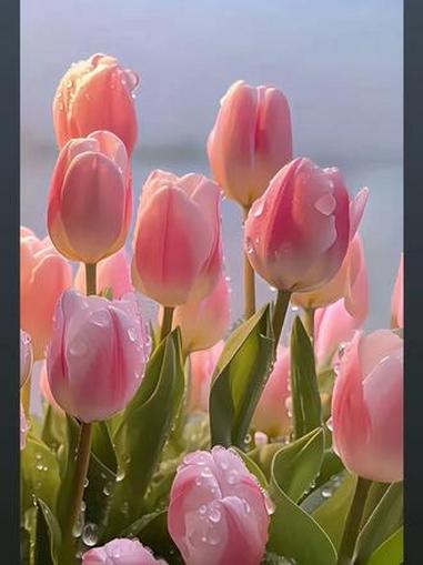 康巴赫真钛0涂层炒锅来啦！这才是真正的无涂层不粘锅