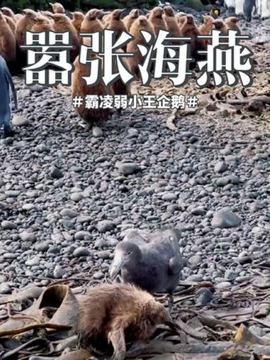 嚣张的海燕整天在企鹅群中霸凌弱小,不是有大企鹅吼了几句,这小企鹅完蛋了 企鹅宝宝 弱肉强食