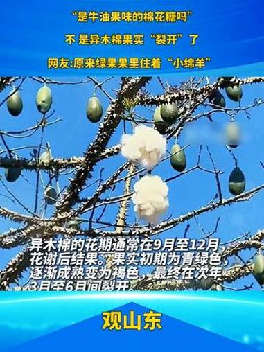 #“是牛油果味的棉花糖吗” 不 是异木棉果实“裂开”了网友:原来绿果果里住着“小绵羊”