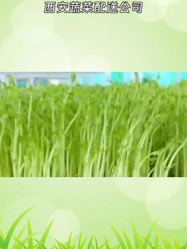 西安蔬菜配送一站式配送 蔬菜配送公司一站式配送 蔬菜配送一站式配送 蔬菜配送 蔬菜配送公司