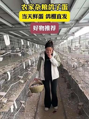 农家杂粮鸽子蛋,新鲜美味好营养 鸽子蛋 鸽子蛋营养价值及功效