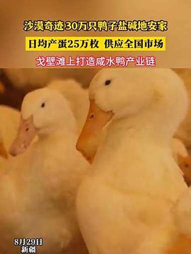 8月29日,新疆。沙漠奇迹!30万只鸭子盐碱地安家。日均产蛋25万枚 供应新疆全国市场。戈