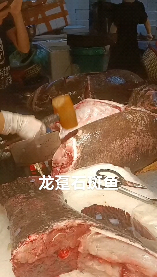 龙趸石斑鱼现杀现称