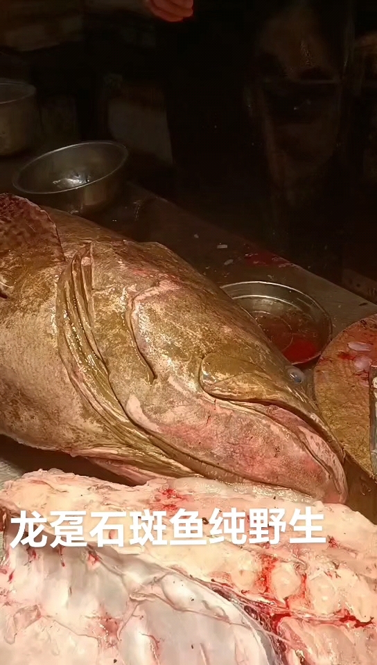 纯野生龙趸石斑鱼