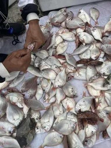 新手海钓入门 新手海钓其实很容易:1、不晕船;2、装备:最好用“电缴轮”,没有的也没关系,
