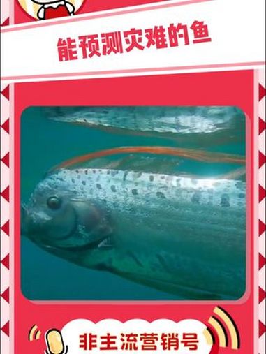 皇带鱼又被称为龙宫使者,地震鱼 海洋生物 皇带鱼 地震预警 科普知识