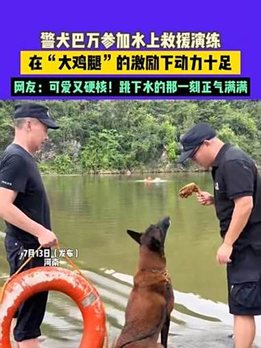 7月13日（发布）河南，警犬巴万参加水上救援演练，在“大鸡腿”的激励下动力十足，网友：可爱