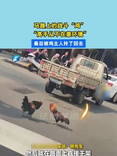马路上的战斗“鸡” 两只大公鸡当街打架 “高手从不在意环境”最后被鸡主人拎了回去