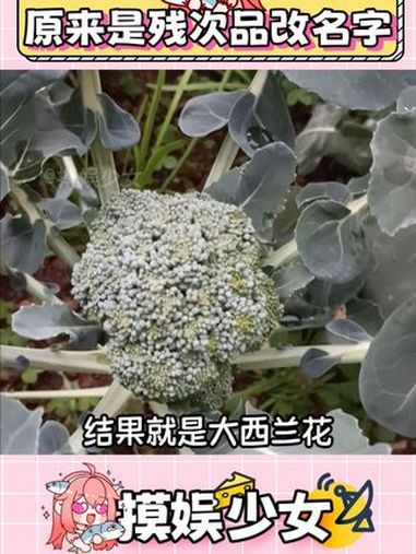 还好西兰苔是真的新品种 西兰花 水果西兰花 水果彩椒 水果 蔬菜