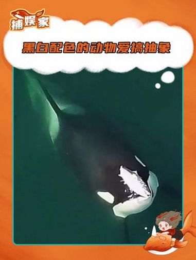 黑白配色的动物最爱搞抽象 虎鲸 抽象 海洋街溜子 动物的迷惑行为