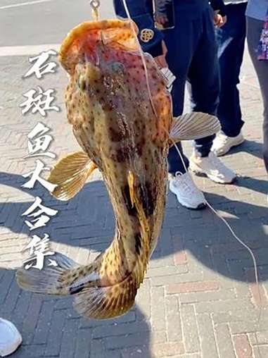 带你认识各种斑鱼 石斑鱼 鱼获满满