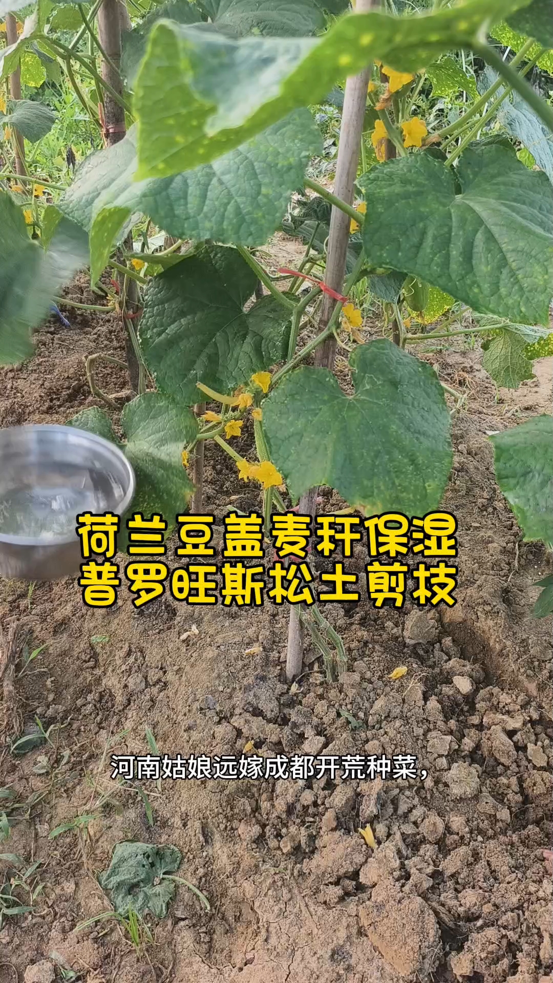 绿色蔬菜摆摊没卖完的,送邻居,好不好?