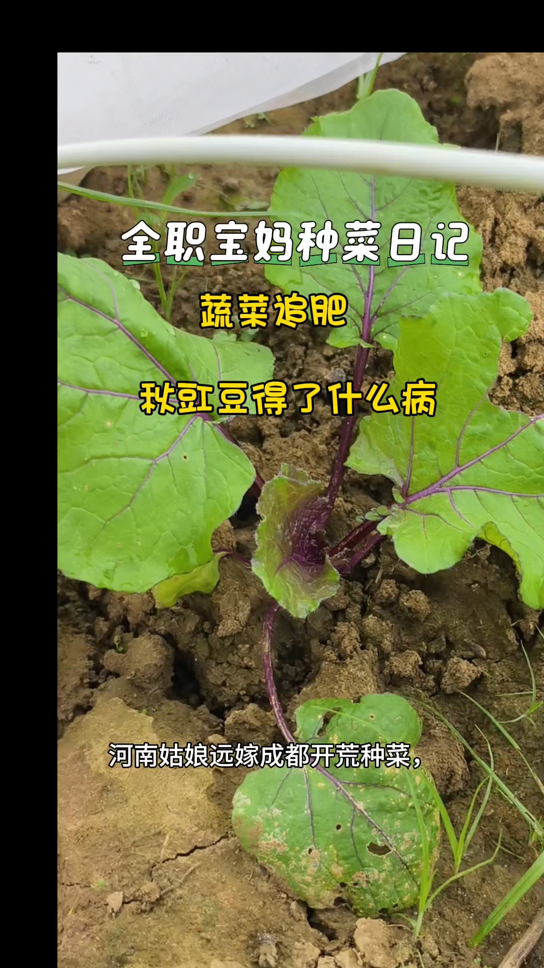 第一批红油菜保住了,100目的防虫网果然奏效