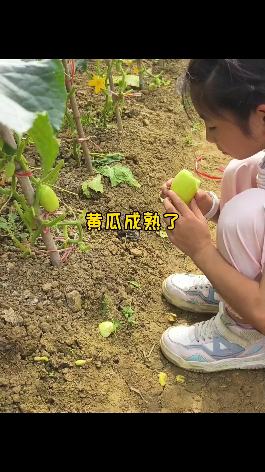 黄瓜生吃可以减肥,可以敷脸美容,凉拌可以解暑,可以炒鸡蛋,可以下火锅,还能怎么吃?#新大陆