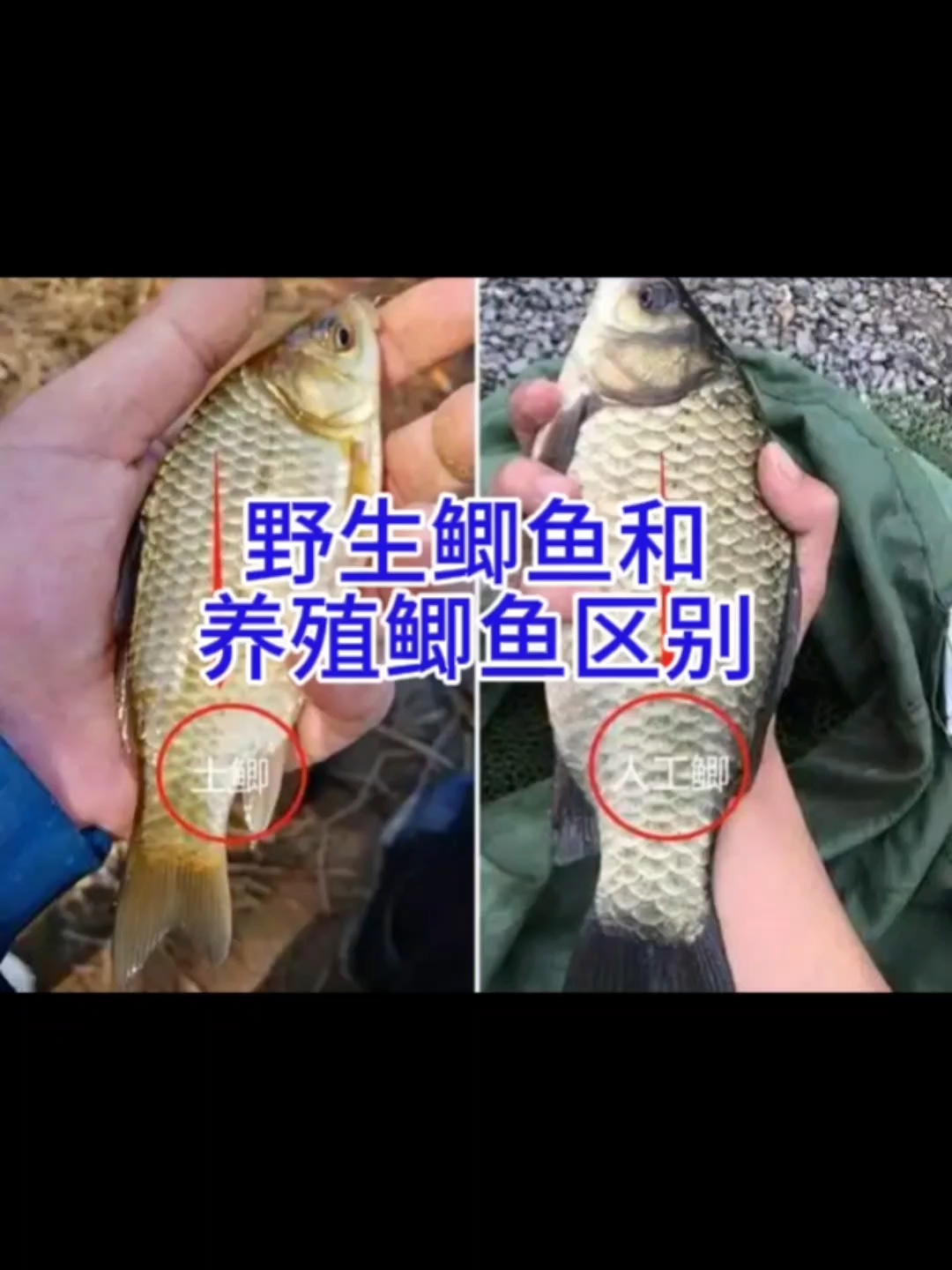 野生生鲫鱼与养殖鲫鱼的区别