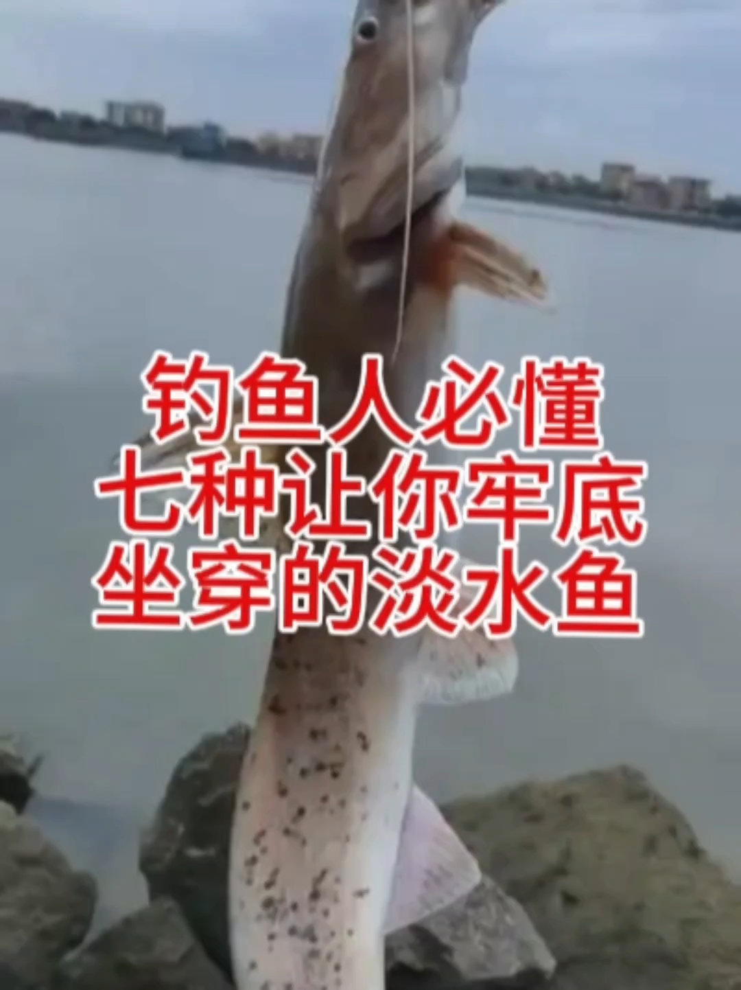 钓鱼人必懂,七种让你牢底坐船的淡水鱼。