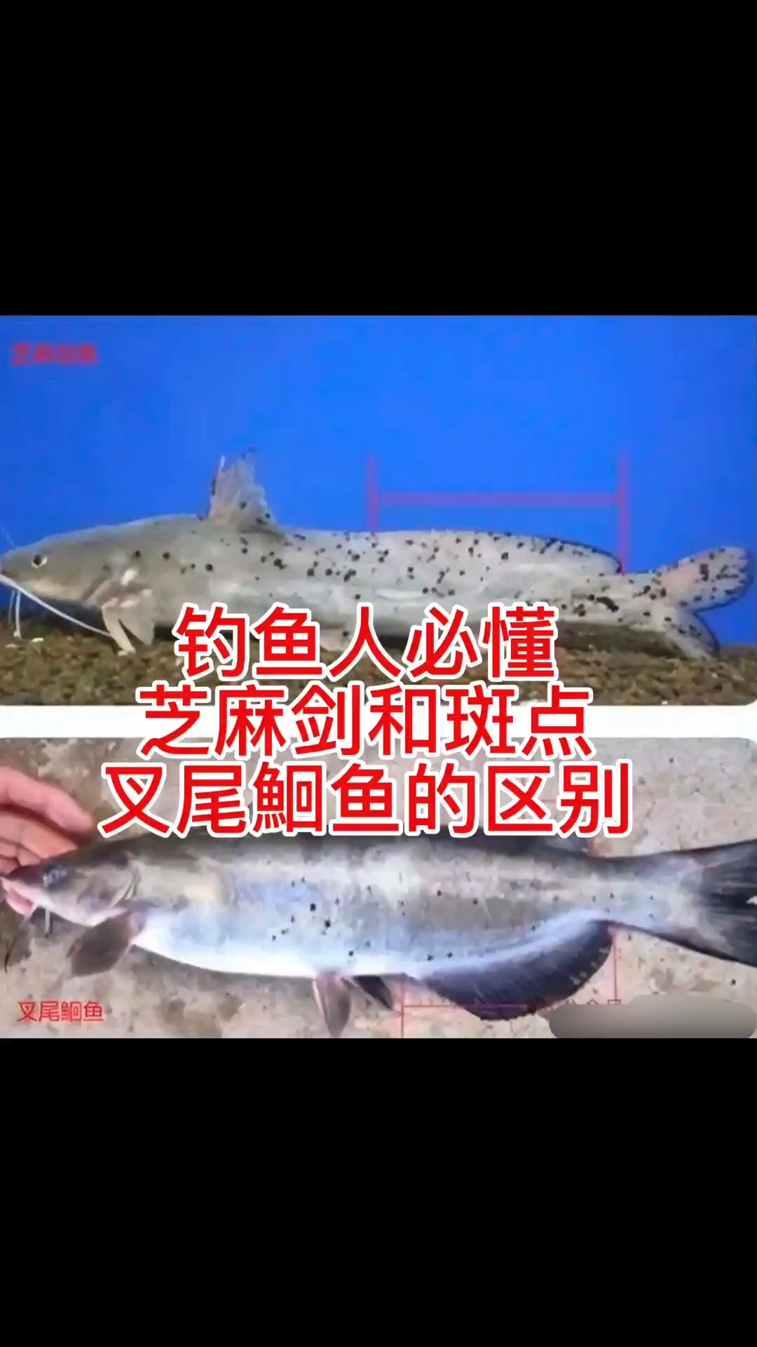 钓鱼人必懂,芝麻剑与斑点叉尾鮰鱼的区别。
