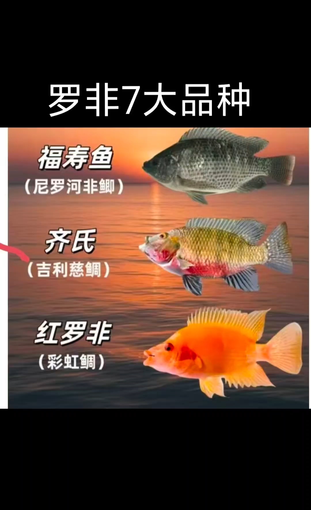 钓鱼人必懂的罗非七大品种。