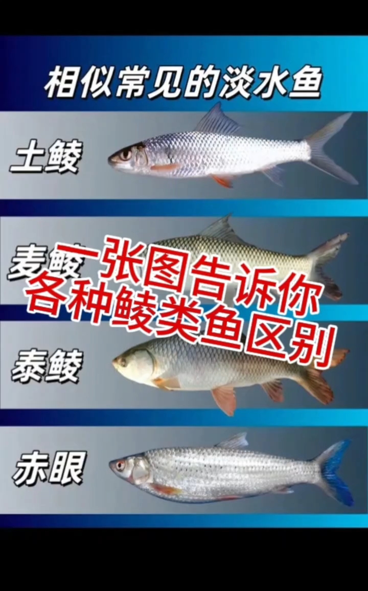 一张图告诉你各种鱼类区别