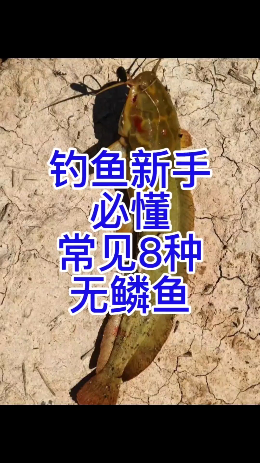 钓鱼新手必懂常见的八种无鳞鱼