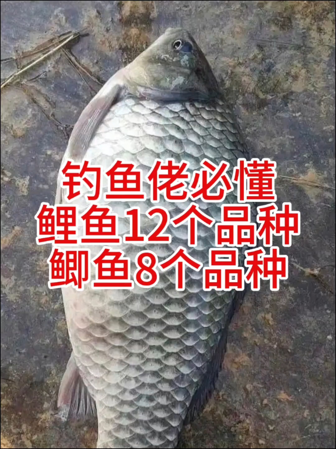 钓鱼佬必懂鲤鱼12个品种,鲫鱼8个品种