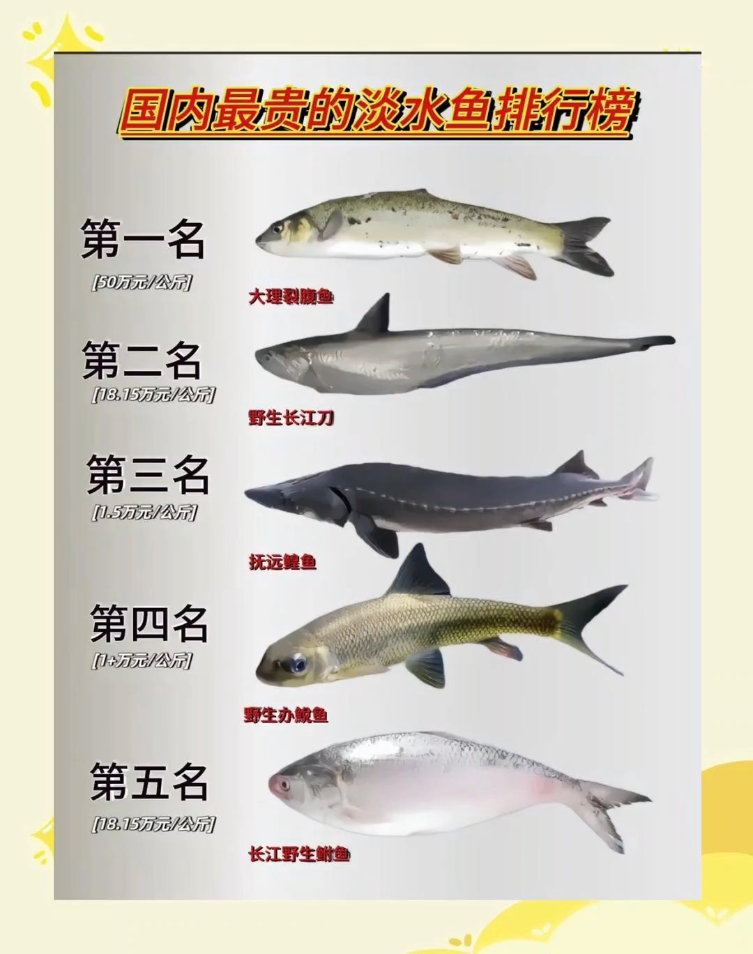 国内最贵的淡水鱼排行榜,钓鱼人必懂