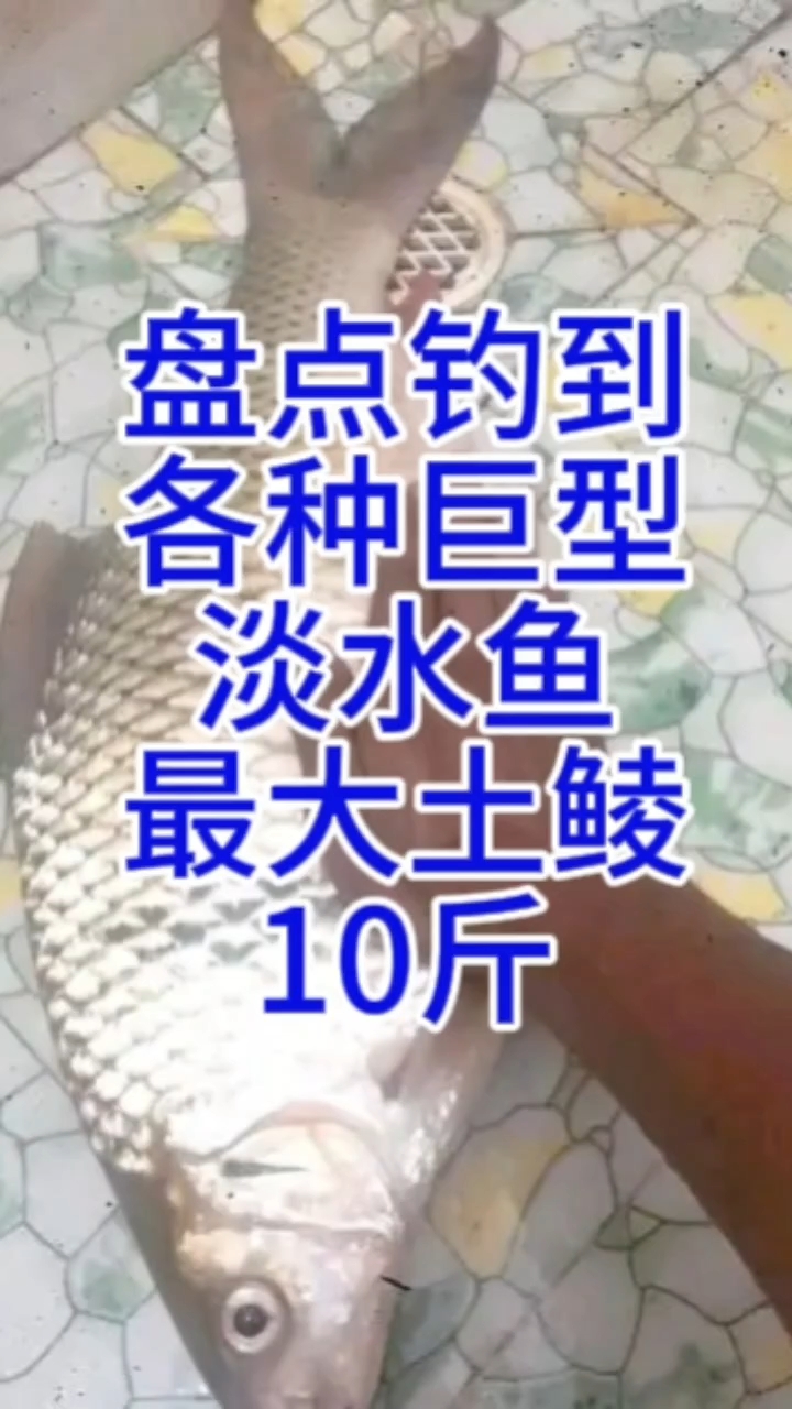盘点钓到各种巨型淡水鱼,最大土鲮10斤