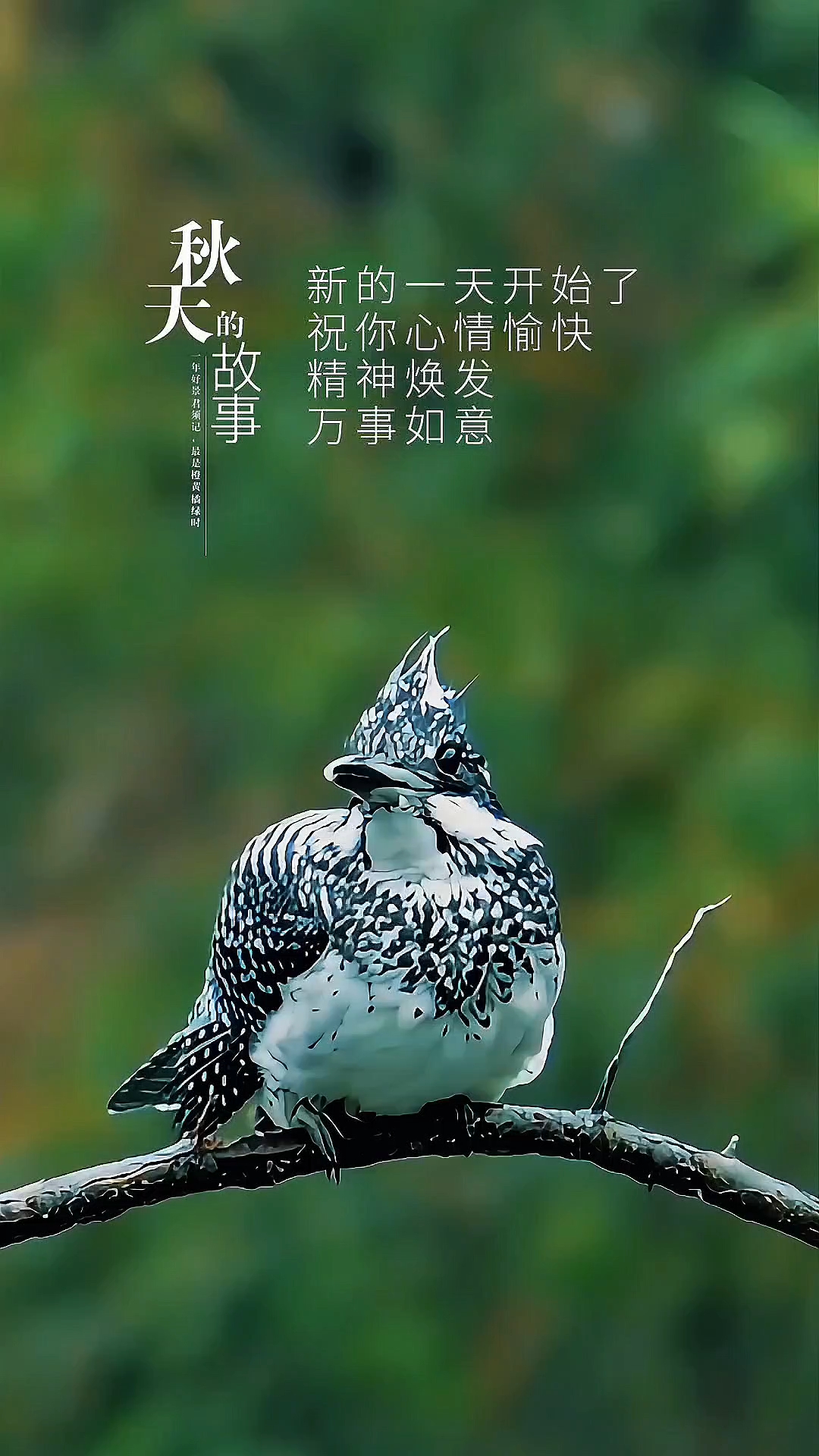 冠鱼狗鸟