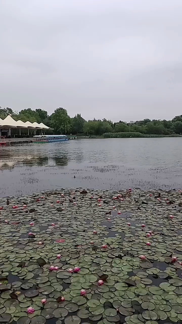 野鸭子的叫声。