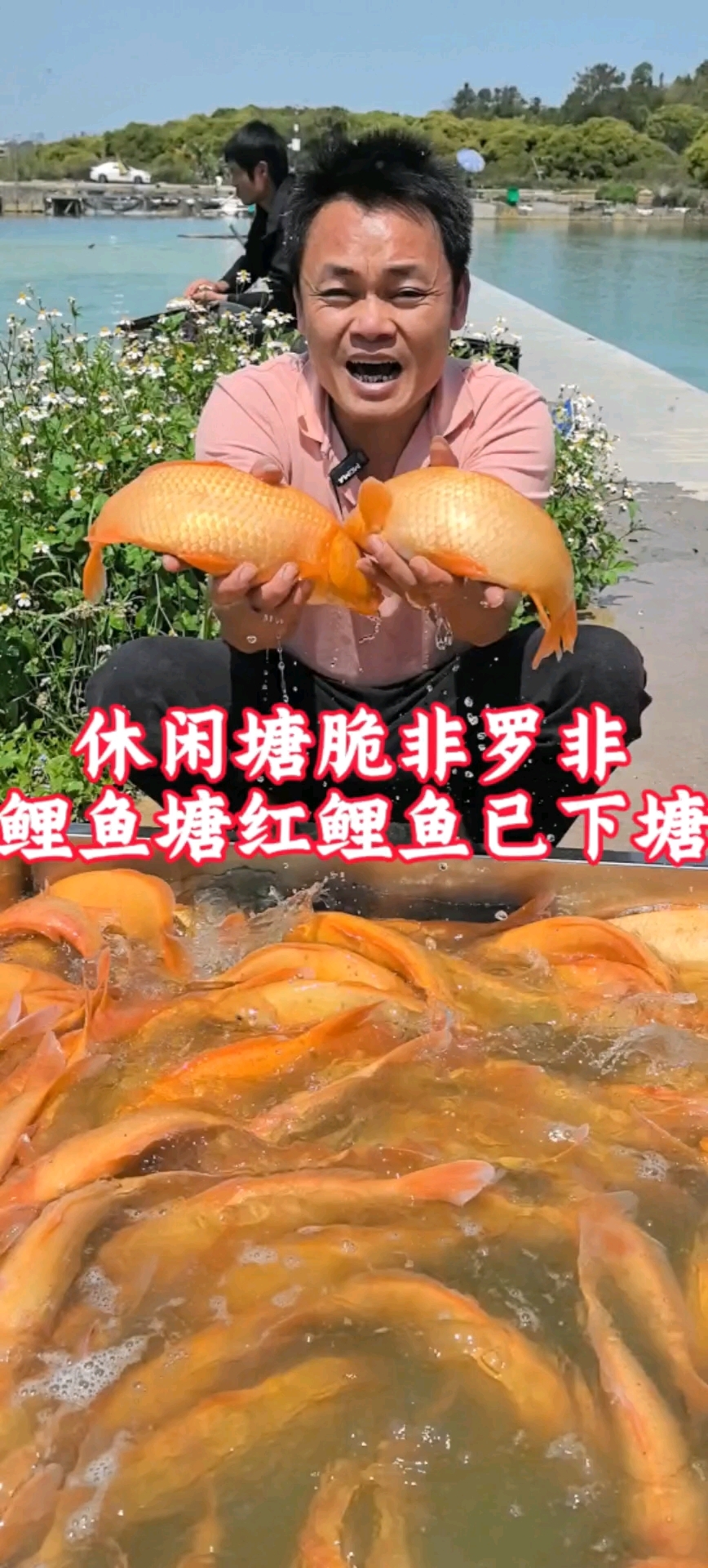 休闲塘脆非罗非鲤鱼塘红鲤鱼已下塘