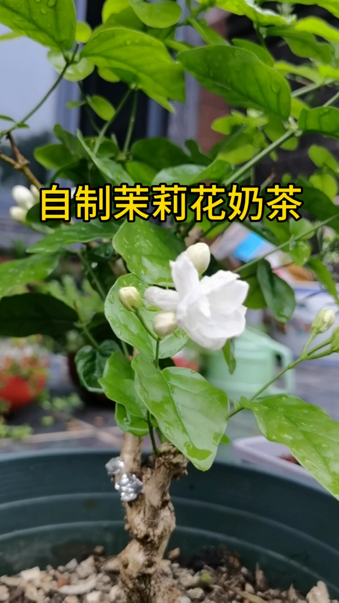 在家做茉莉花奶茶