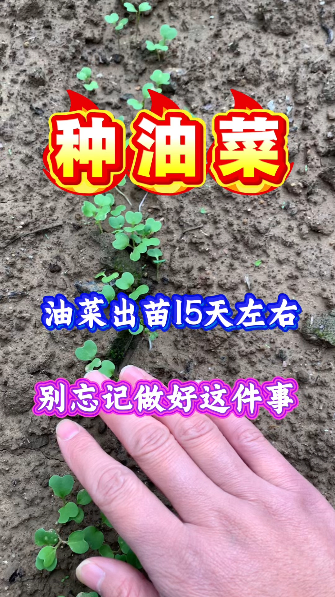 油菜出苗15天以后,别忘记做好这件事
