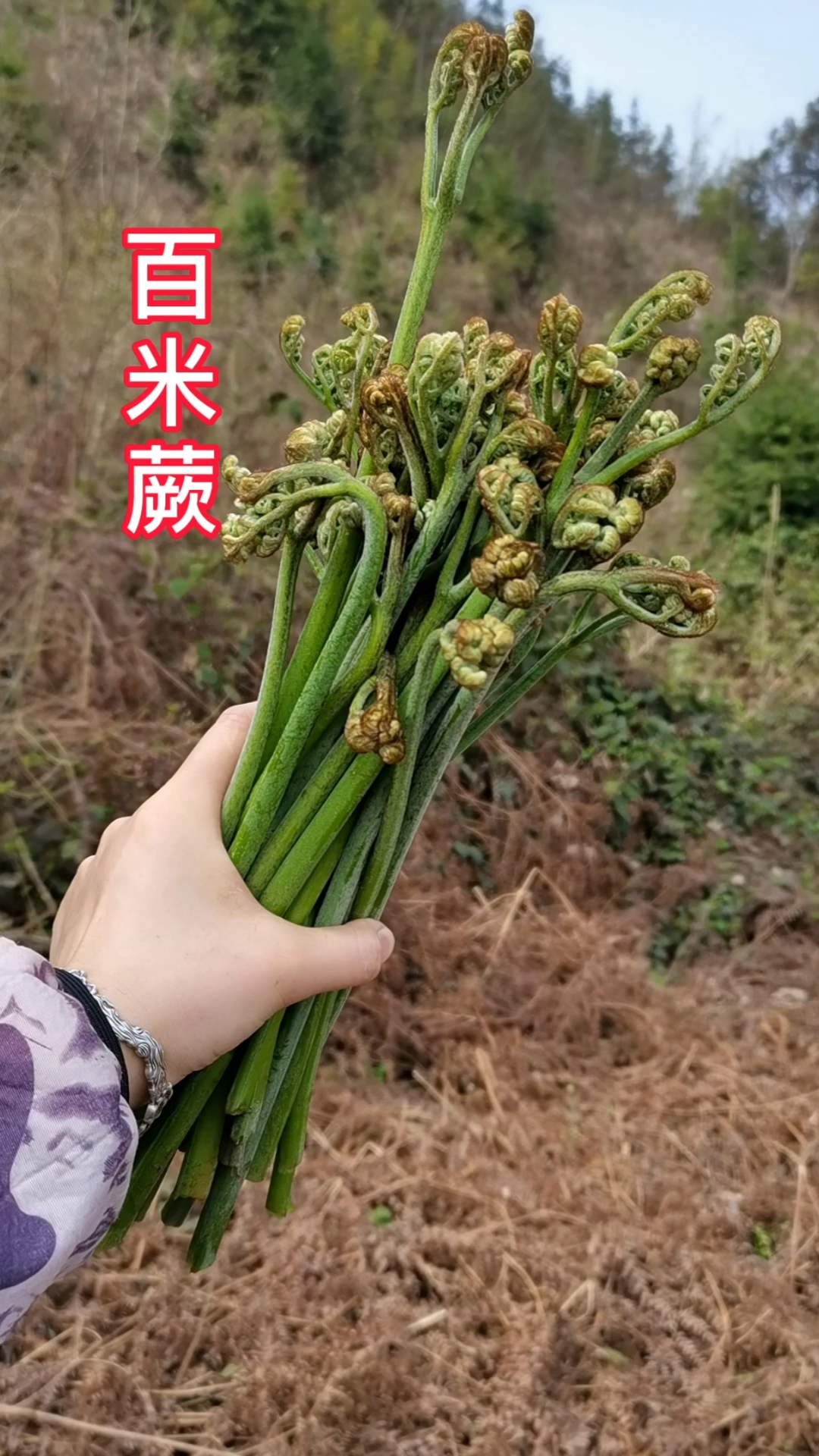 我的家乡叫它白米蕨菜