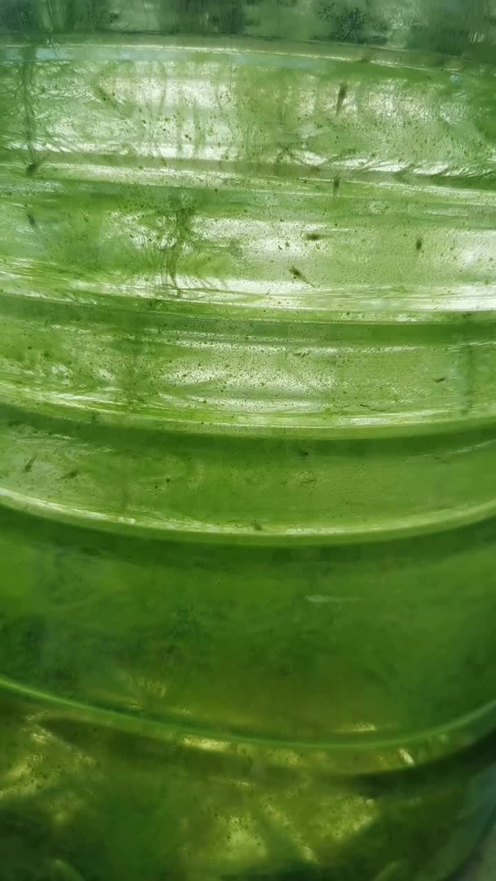 黑壳虾繁殖|青水绿藻养黑壳虾