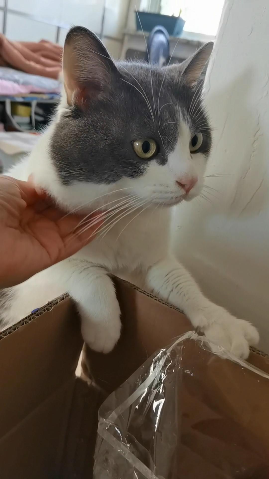 小猫咪王年年在咬爸爸的面包。