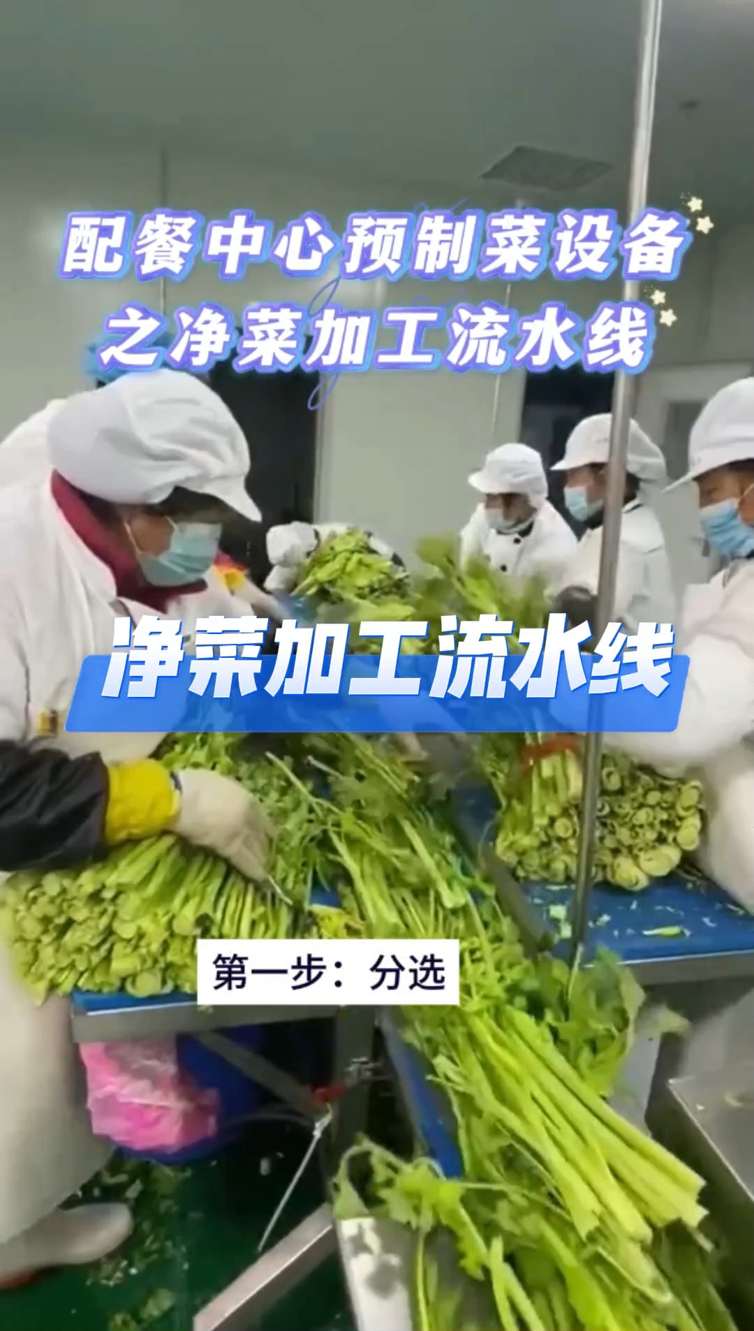 净菜加工流水线,自动化程度高,省时省力,高效生产