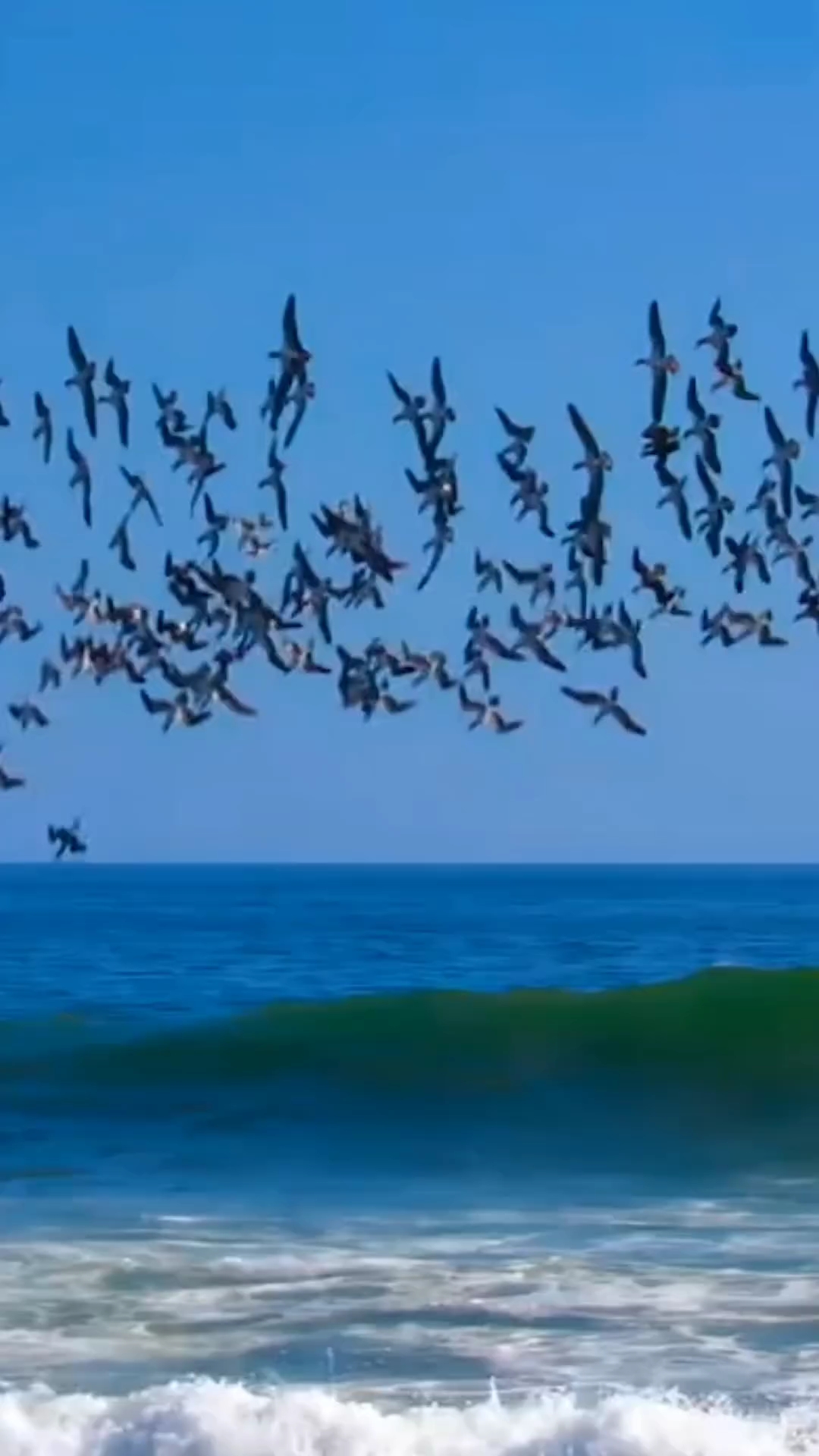 飞鸟与鱼,就是最遥远的爱情