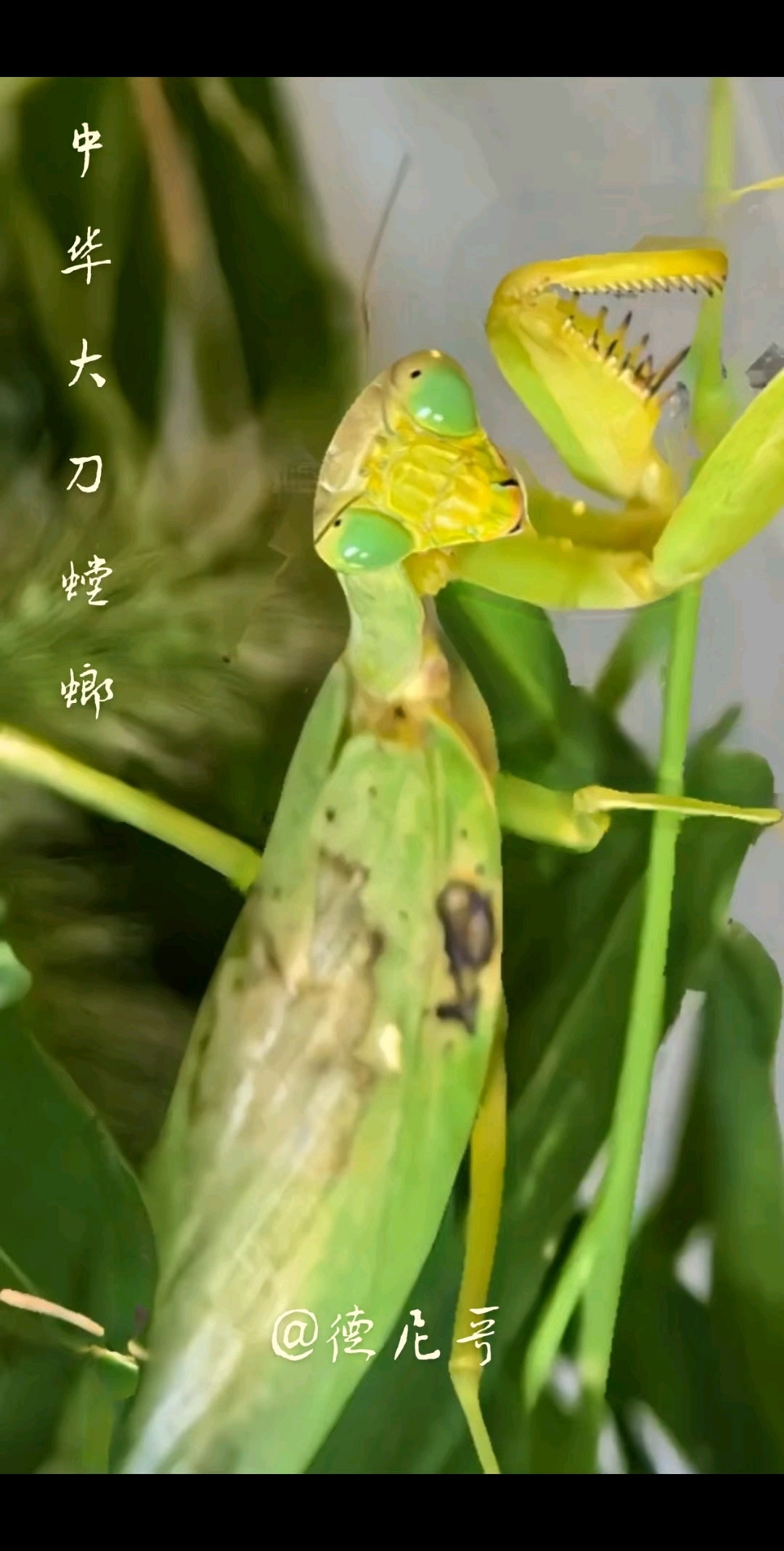 虫趣 · 中华大刀螳螂