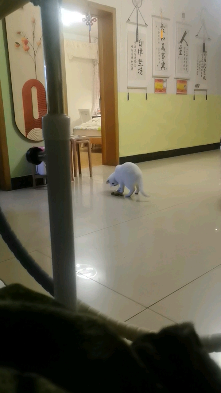 豆腐如来大战凤凰小仙