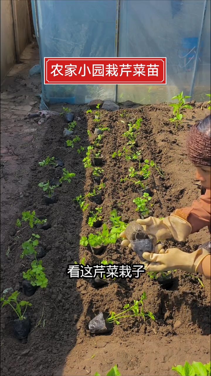 #农村人的生活就是这样的# 芹菜苗移栽育苗碗里，陆地栽不缓苗，芹菜怕涝起垄栽不烂根、不烂心