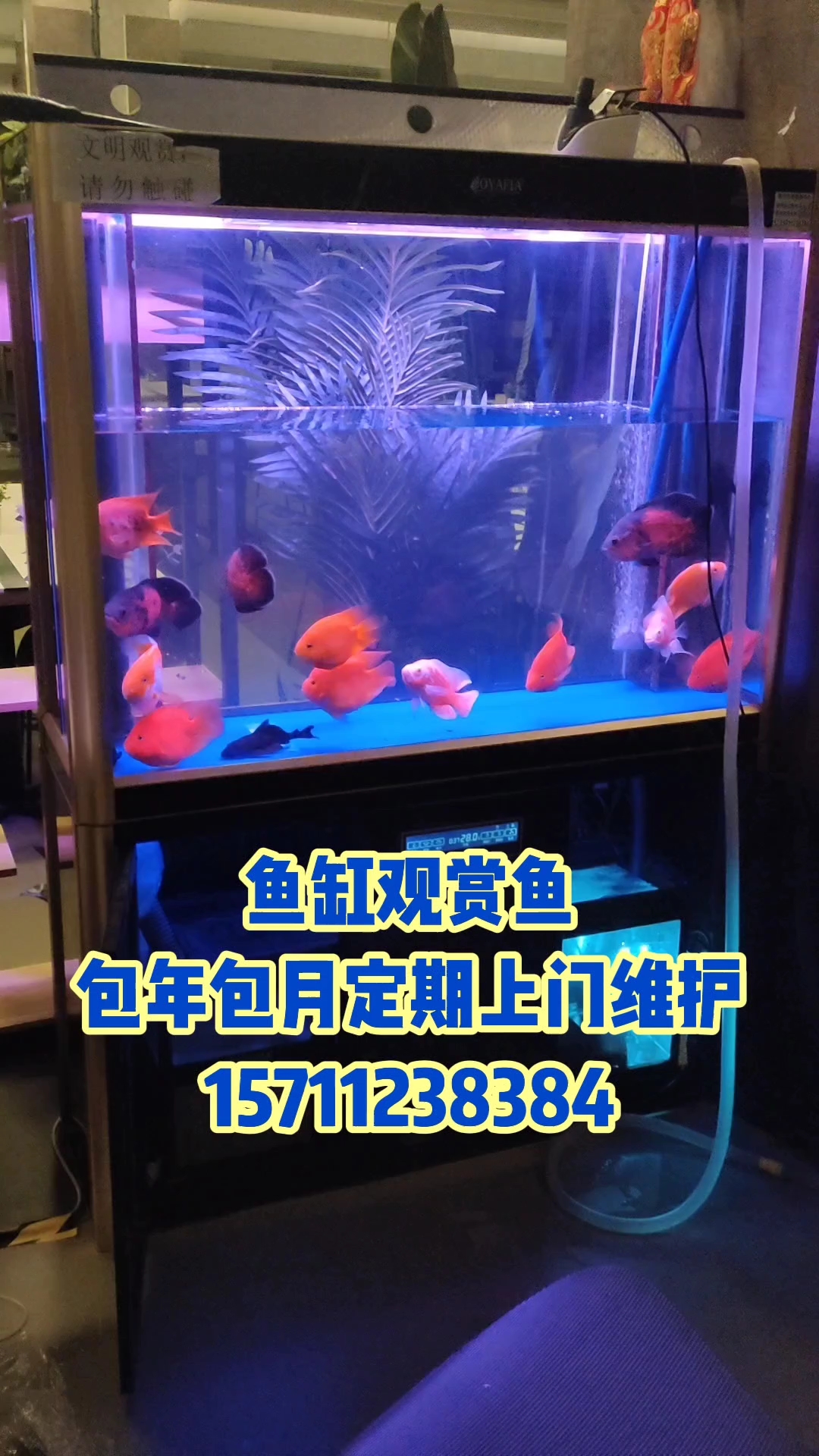 北京朝阳区鱼缸清洗维护