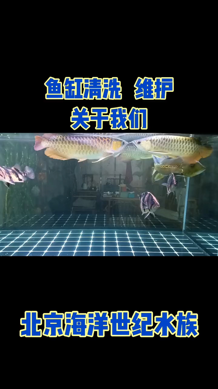 上门鱼缸清洗消毒