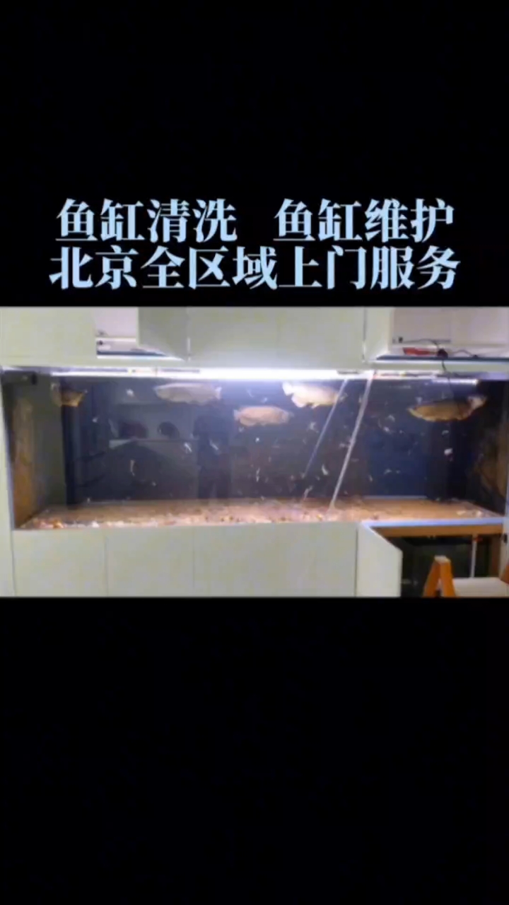 北京全区域上门鱼缸清洗维护